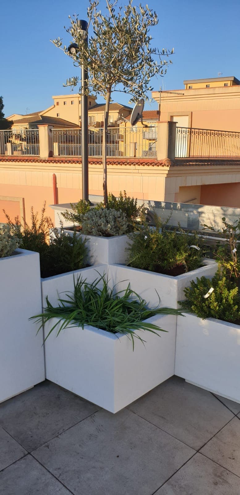 Fioriere bianche di diverse altezze con un ulivo e piante aromatiche su una terrazza